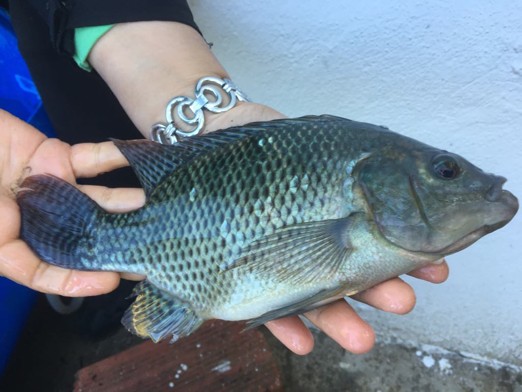peche3
